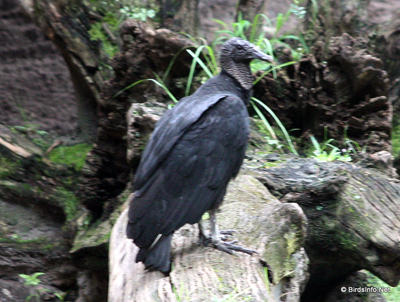 Black Vulture